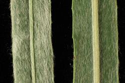 Salix exigua. Lower (right) and upper leaf surfaces.
 Image: D. Glenny © Landcare Research 2020 CC BY 4.0